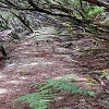 Plants: image 111 Of 208 Thumb